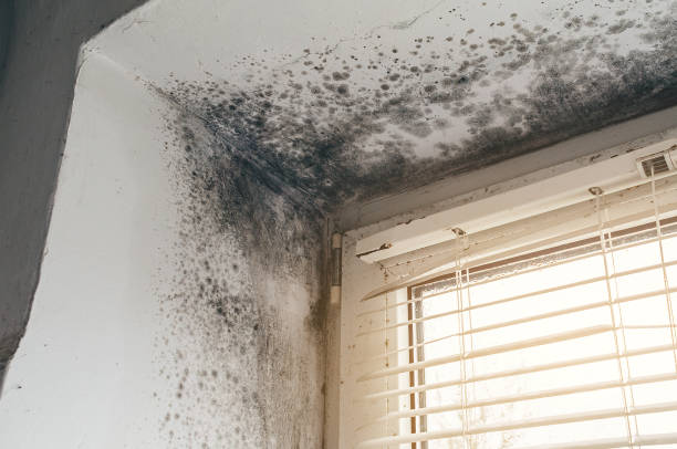 Affordable Hvac And Air Duct Mold Remediation solutions in Alto, MI